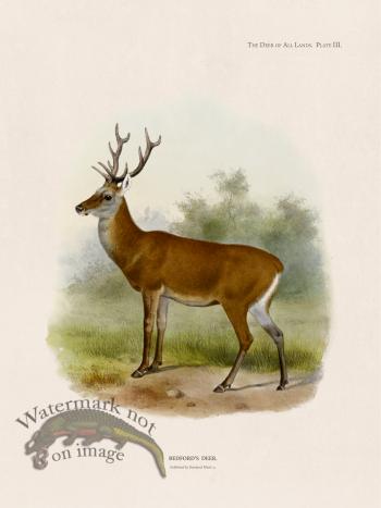 Lydekker Deer 03